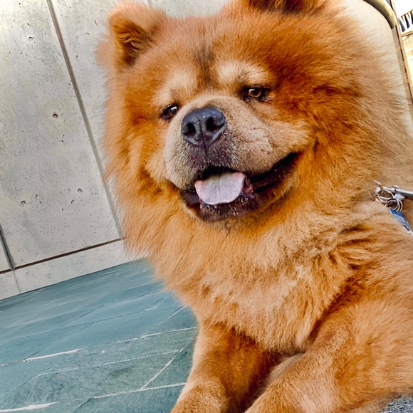 Meet your Posher, Leticia - Picture 3 of 5